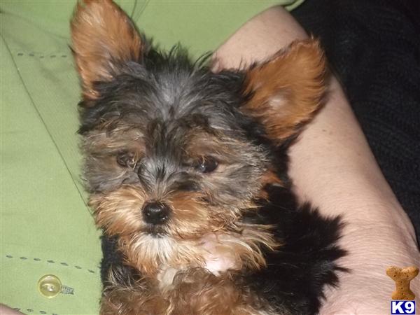 Yorkshire Terrier Puppies in FL